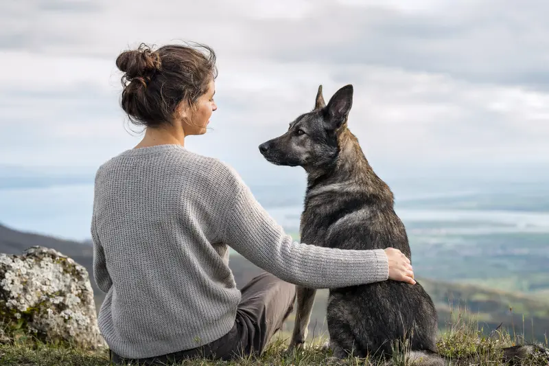 Ein Karst Schäferhund steht aufmerksam vor hellem Hintergrund und zeigt die typische Körperform und Fellstruktur der Rasse.