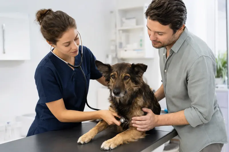 Ein ruhiger Karst Schäferhund wird von einer freundlichen Tierärztin auf einem Untersuchungstisch in einer modernen Tierarztpraxis untersucht.