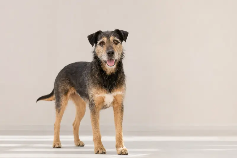 Ein aufmerksam stehender Karsthund vor hellem neutralem Hintergrund als realistisches Hundeportrait.
