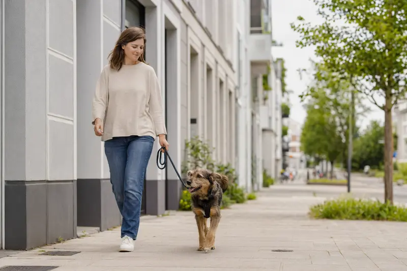 Ein Karsthund läuft an der Leine mit seinem Besitzer durch eine helle moderne Stadtstraße.