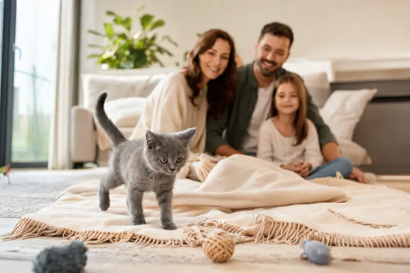 Ein neugieriges Kartäuser Kätzchen, das sein neues Zuhause auf einer weichen Decke erkundet, während eine liebevolle Familie im Hintergrund beobachtet.