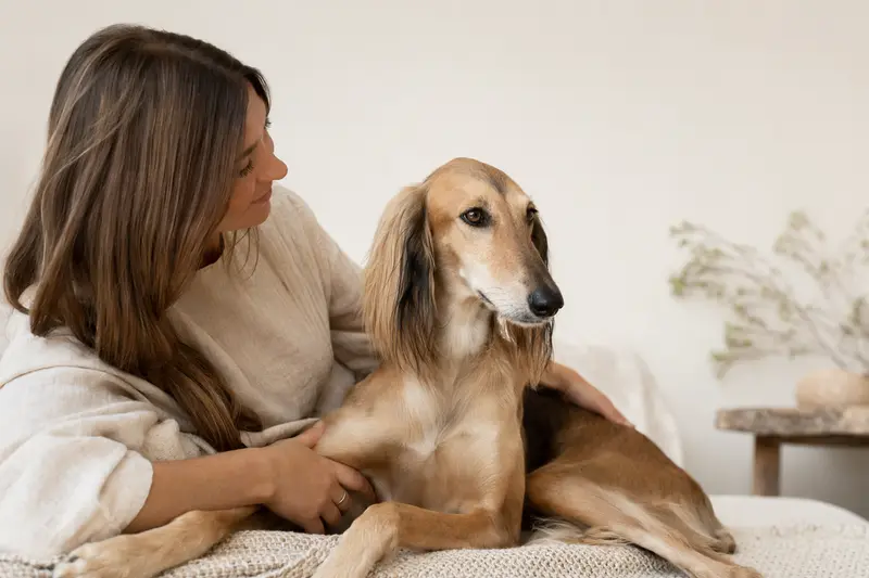 Kasachskaja Tazi Hund im professionellen Portrait vor hellem Hintergrund, aufmerksam stehend und mit typischer eleganter Körperform.