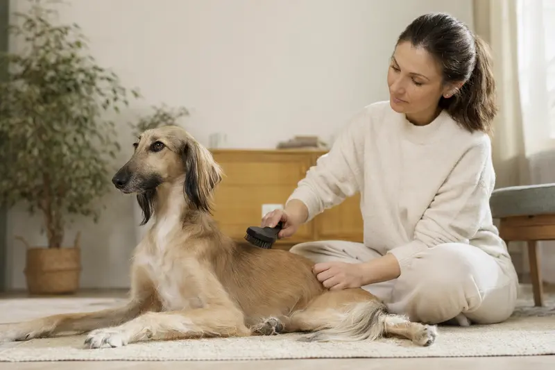 Ein Kasachskaja Tazi wird in einer hellen Wohnung sanft gebürstet, während der Besitzer die Fellpflege liebevoll übernimmt.