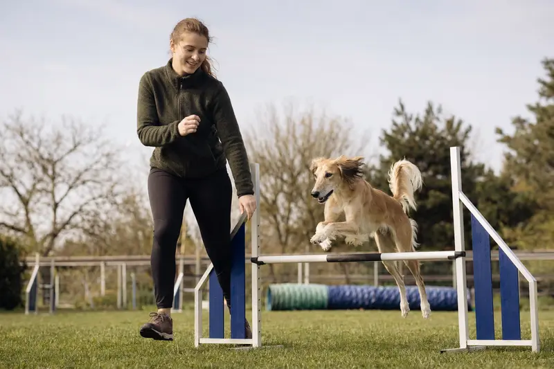 Ein Kasachskaja Tazi springt mit seinem Besitzer über eine kleine Trainingshürde auf dem Hundeplatz.