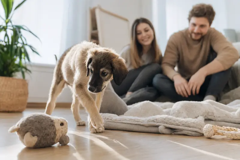 Ein neugieriger Kasachskaja Tazi Welpe entdeckt sein neues Zuhause mit Spielzeug und einer liebevollen Familie im Hintergrund.