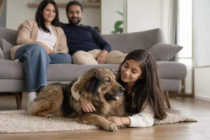 Ein freundlicher Kashmiri Bakharwal Dog liegt entspannt neben einem Kind im hellen Wohnzimmer, während die Eltern im Hintergrund eine sichere Familienatmosphäre schaffen.