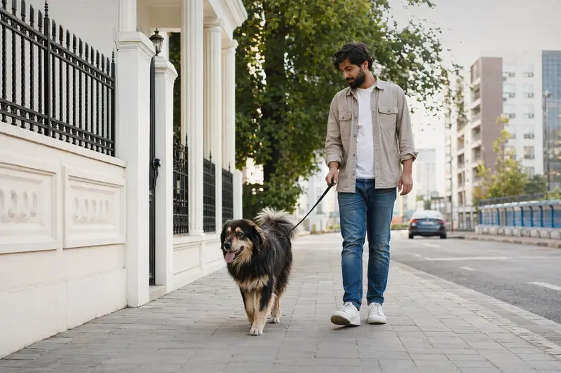 Ein Kashmiri Bakharwal Dog läuft an der Leine mit seinem Besitzer durch eine moderne Stadtstraße.