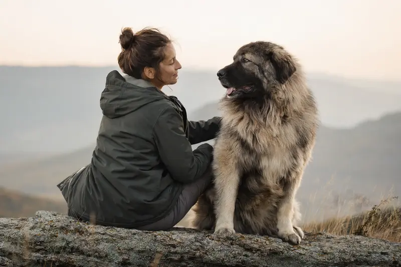 Kaukasischer Hirtenhund in aufmerksamer Haltung vor hellem neutralem Hintergrund.