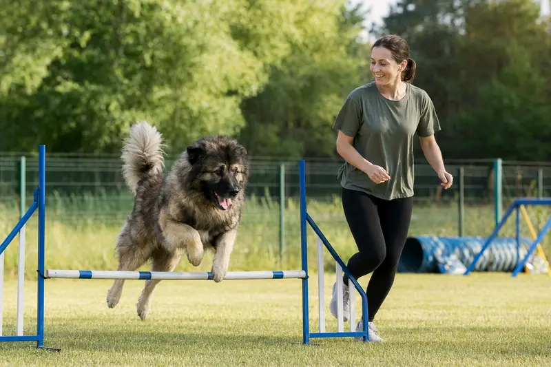 Ein Kaukasischer Owtscharka trainiert mit seinem Besitzer an einer kleinen Hürde auf dem Hundeplatz.