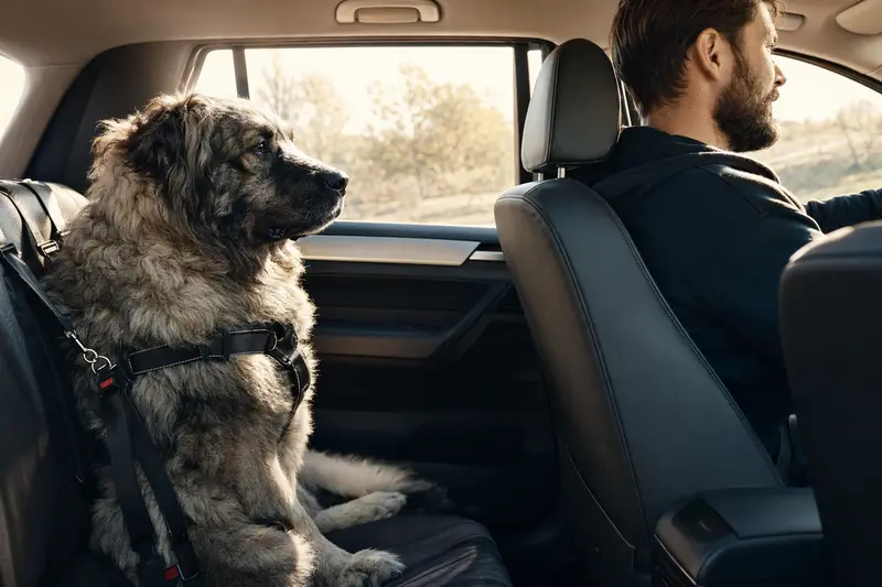 Ein Kaukasischer Owtscharka Hund sitzt sicher angeschnallt auf der Rückbank eines Autos, während der Besitzer ruhig fährt.
