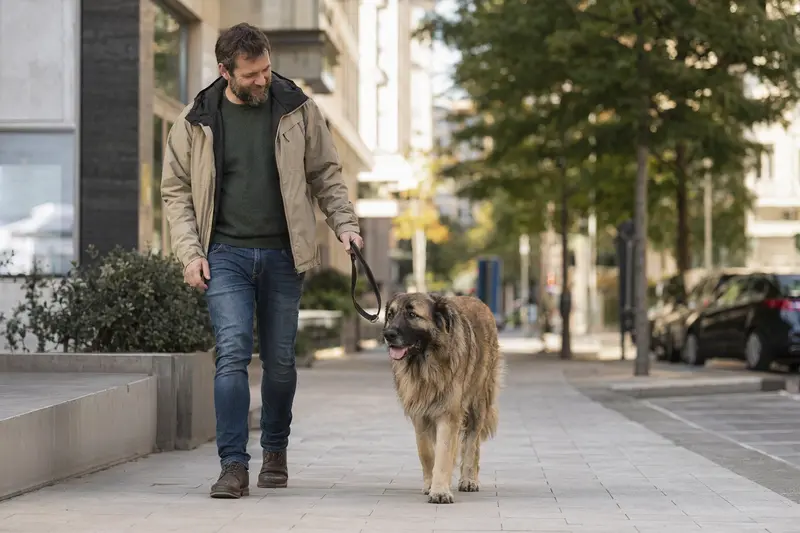Ein Kaukasischer Schäferhund läuft an der Leine mit seinem Besitzer durch eine moderne Stadtstraße.