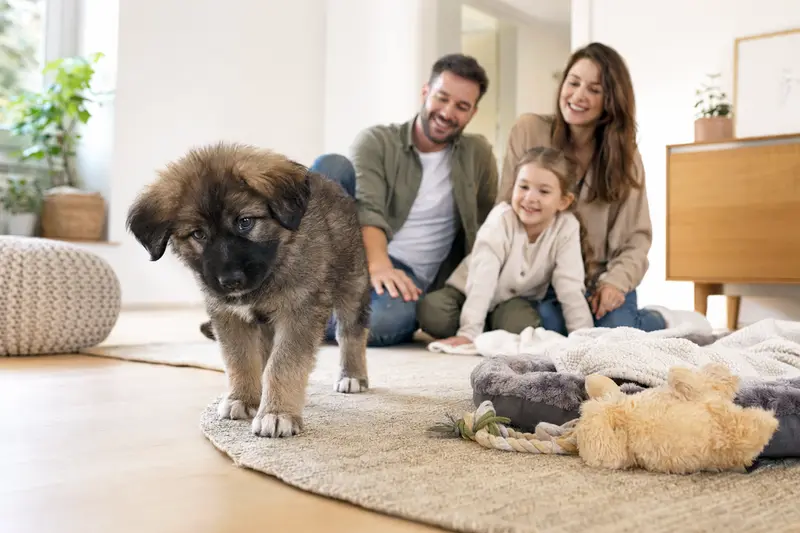 Ein neugieriger Kaukasischer Schäferhund Welpe erkundet sein neues Zuhause mit einer weichen Decke und Spielzeug, während eine liebevolle Familie im Hintergrund zu sehen ist.