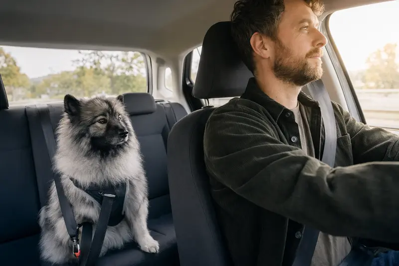 Ein Keeshond sitzt sicher angeschnallt auf der Rückbank eines Autos, während der Besitzer ruhig fährt und Sonnenlicht durch das Fenster strömt.