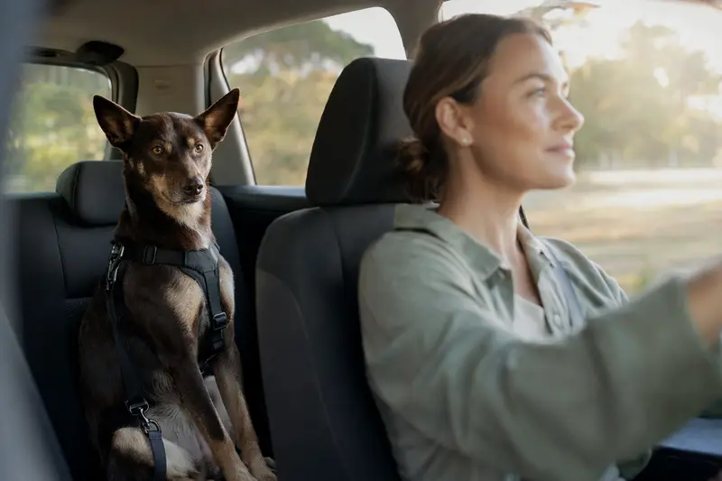 Ein Kelpie sitzt angeschnallt auf der Rückbank eines Autos, während der Besitzer ruhig fährt und Sonnenlicht durch das Fenster fällt.