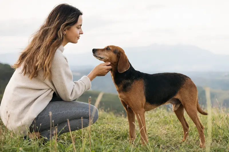 Keltische Bracke Hund in aufmerksamer Haltung vor hellem Hintergrund, als professionelles Tierportrait mit natürlicher Fellstruktur.