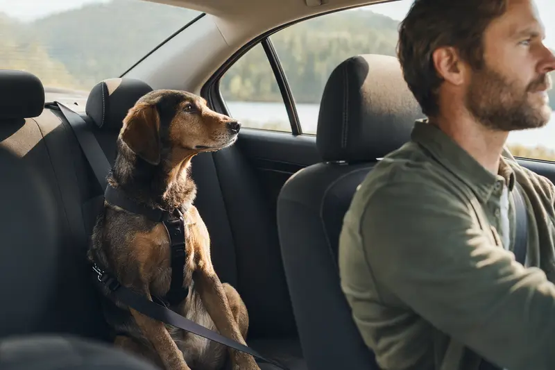 Ein Keltische Bracke Hund sitzt sicher angeschnallt auf der Rückbank eines Autos, während sein Besitzer ruhig fährt.