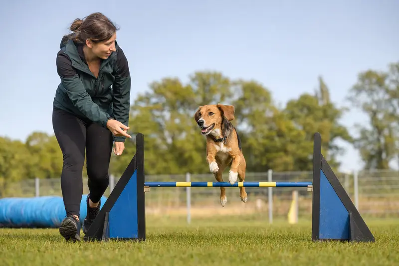 Ein Kerry Beagle trainiert mit seinem Besitzer auf einem Hundeplatz über eine kleine Hürde, während er sich sportlich und aufmerksam bewegt.