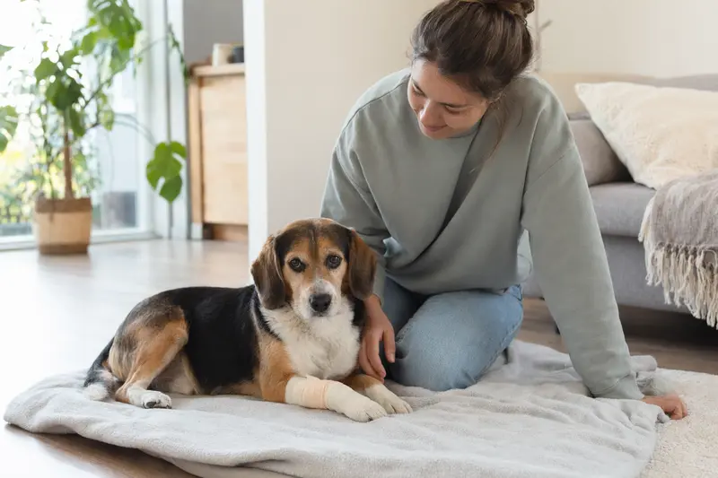 Ein Kerry Beagle mit Verband an der Pfote liegt entspannt neben seinem erleichterten Besitzer in einer hellen Wohnung.