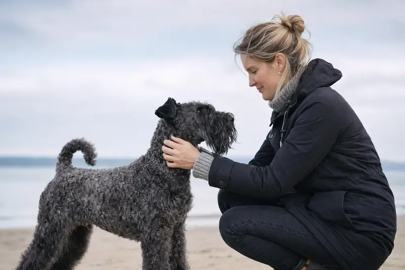Kerry Blue Terrier in natürlicher Haltung vor hellem Hintergrund, als professionelles Hundeportrait für einen Ratgeber zur Hundegesundheit.