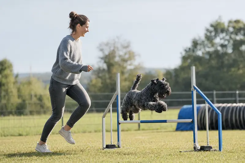 Ein Kerry Blue Terrier springt beim Hundetraining mit seinem Besitzer über eine kleine Hürde auf dem Hundeplatz.