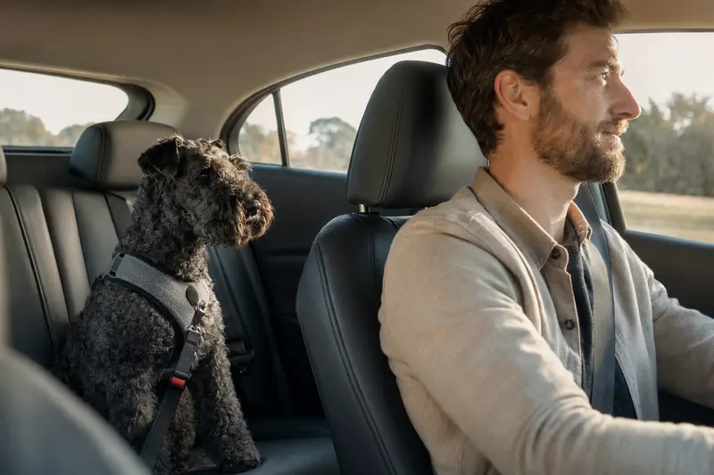 Ein Kerry Blue Terrier sitzt angeschnallt auf der Rückbank eines Autos und genießt die sichere Fahrt mit seinem Besitzer.