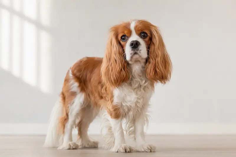 Ein aufmerksam stehender King-Charles-Spaniel vor hellem Hintergrund als professionelles Hundeportrait für eine Hunderatgeber-Seite.