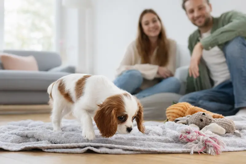 Ein neugieriger King-Charles-Spaniel Welpe erkundet sein neues Zuhause mit einer liebevollen Familie im Hintergrund.