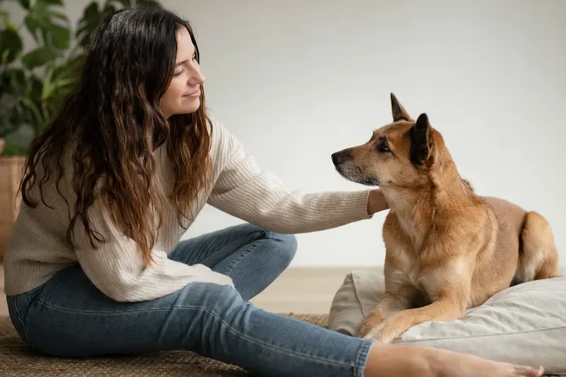 Ein aufmerksamer Kintamani Hund vor hellem Hintergrund in natürlicher Haltung.