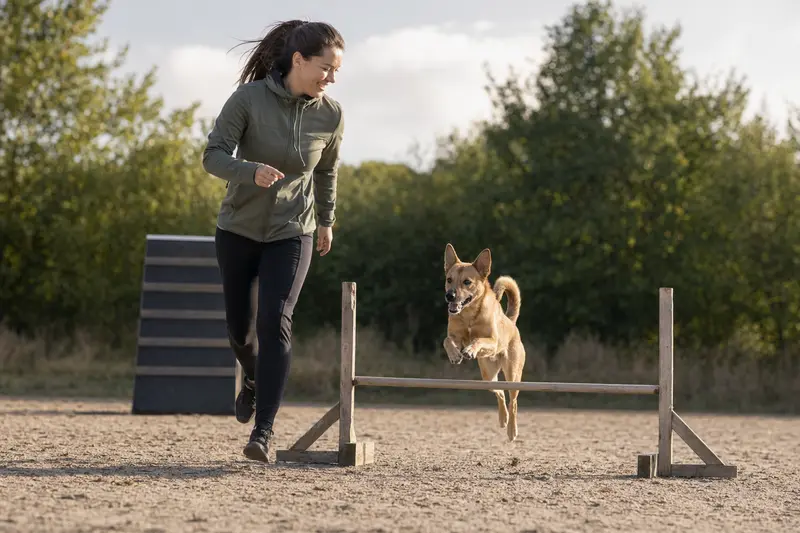 Ein Kintamani Hund springt mit seinem Besitzer über eine kleine Trainingshürde auf dem Hundeplatz bei sonniger Stimmung.