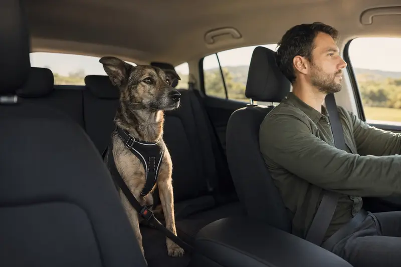 Ein Kintamani Hund sitzt sicher angeschnallt auf der Rückbank eines Autos und genießt das Sonnenlicht.