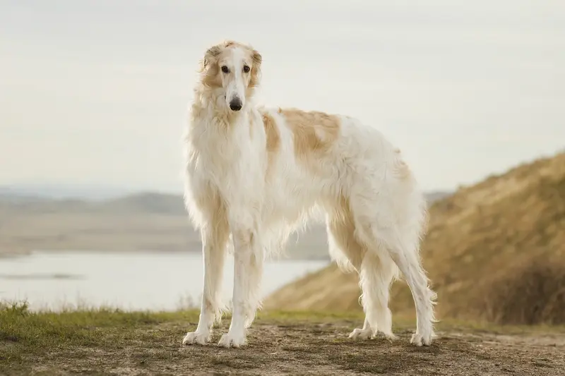 Ein Kirghiz Barzoi steht aufmerksam in natürlicher Haltung vor hellem Hintergrund und zeigt die typische Körperform und Fellstruktur der Rasse.