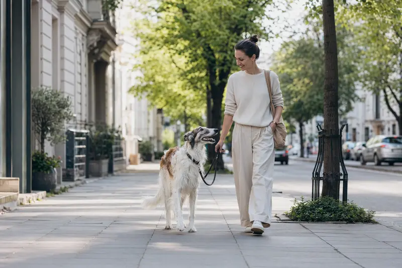 Ein Kirghiz Barzoi läuft an der Leine mit seinem Besitzer durch eine freundliche moderne Stadtstraße.
