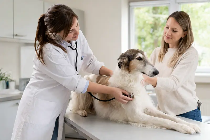 Ein Kirghiz Barzoi Hund wird behutsam von einer Tierärztin in einer hellen Tierarztpraxis mit einem Stethoskop untersucht, während sein Besitzer beruhigend daneben steht.