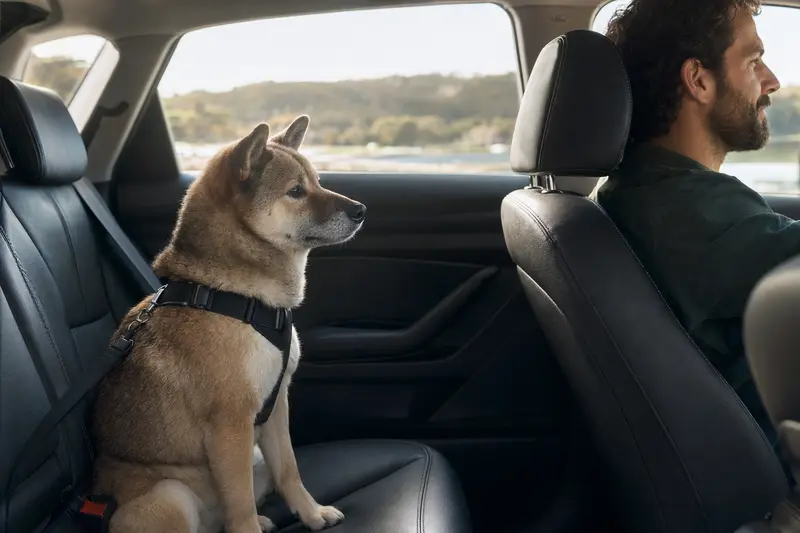 Ein Kishu Inu Hund sitzt sicher angeschnallt auf der Rückbank eines Autos, während der Besitzer entspannt fährt und Sonnenlicht durch das Fenster strömt.