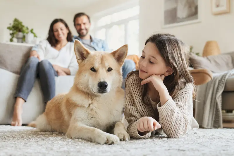 Ein freundlicher Kishu-Ken Hund liegt entspannt neben einem Kind im Wohnzimmer, während die Eltern im Hintergrund eine helle Familienatmosphäre schaffen.