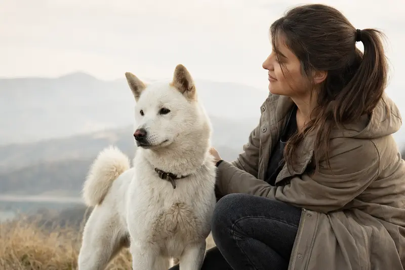 Aufmerksamer Kishu-Ken Hund in natürlicher Haltung vor hellem Hintergrund, als professionelles Portrait für einen Ratgeber zu Hundegesundheit.