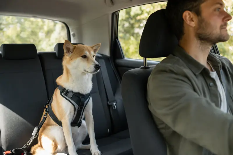 Ein Kishu-Ken Hund sitzt sicher angeschnallt auf der Rückbank eines Autos.