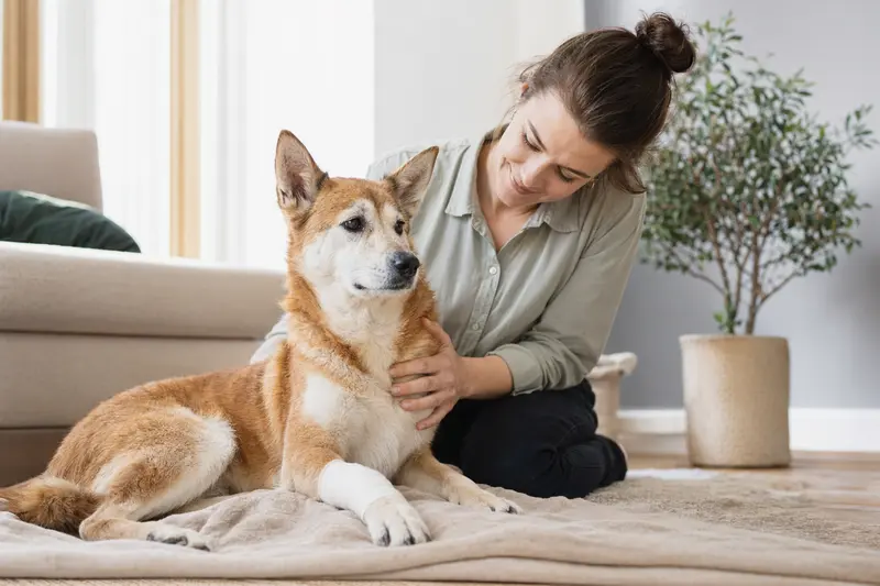 Ein Kishu Hund mit leichtem Verband an der Pfote liegt friedlich neben seinem Besitzer in einer hellen Wohnung.