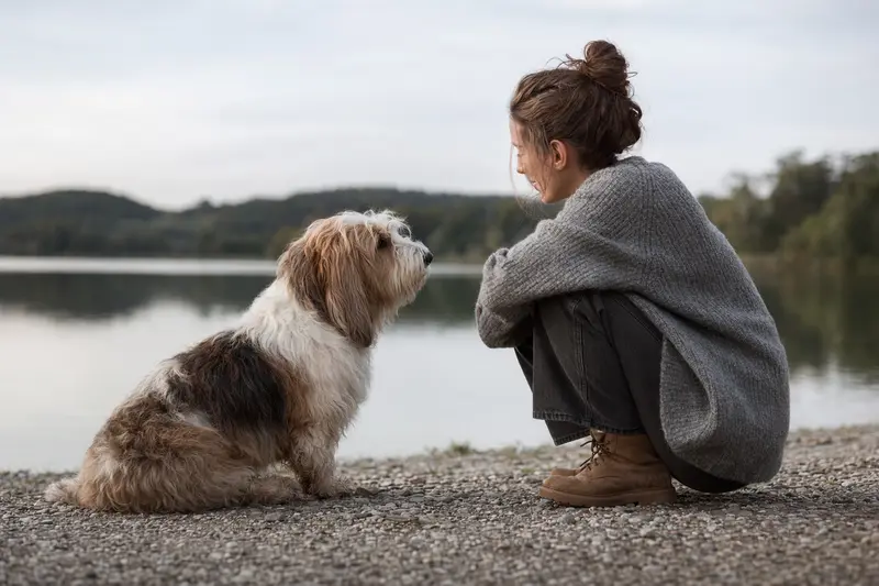 Ein aufmerksamer kleiner Basset Griffon Vendéen steht vor hellem Hintergrund in natürlicher Haltung und zeigt die typische Fellstruktur der Rasse.
