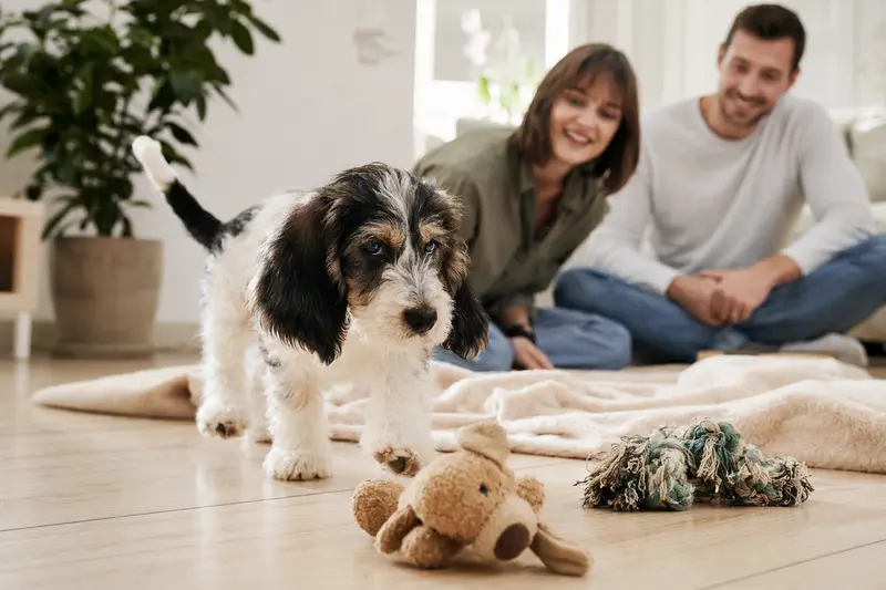 Neugieriger Kleiner Basset Griffon Vendéen Welpe entdeckt in einer hellen Wohnung seine neue Umgebung mit weicher Decke und Spielzeug im Hintergrund.