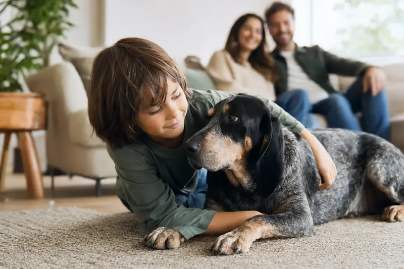 Ein Kleiner Blauer Gascogne Laufhund liegt entspannt neben einem Kind im Wohnzimmer, während die Eltern im Hintergrund eine sichere Familienatmosphäre schaffen.