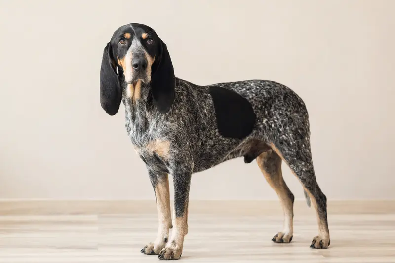 Ein kleiner Blauer Gascogne Laufhund steht aufmerksam vor hellem Hintergrund und zeigt seine typische Fellstruktur und Körperform.