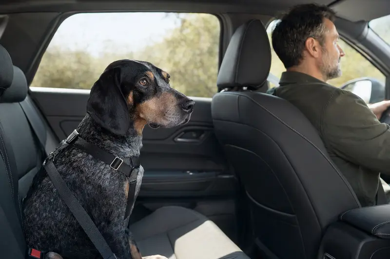 Ein kleiner blauer Gascogne Laufhund sitzt sicher ang geschnallt auf der Rückbank eines Autos, während der Besitzer fährt.