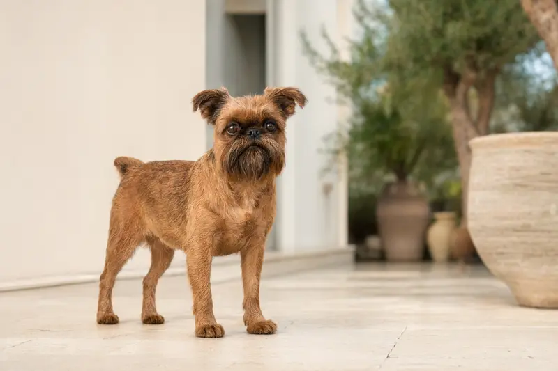 Kleiner Brabanter Hund steht aufmerksam in natürlicher Haltung vor hellem Hintergrund.
