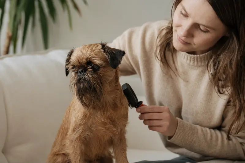 Ein Kleiner Brabanter Hund wird zuhause sanft gebürstet, während sein Besitzer liebevoll die Fellpflege übernimmt.