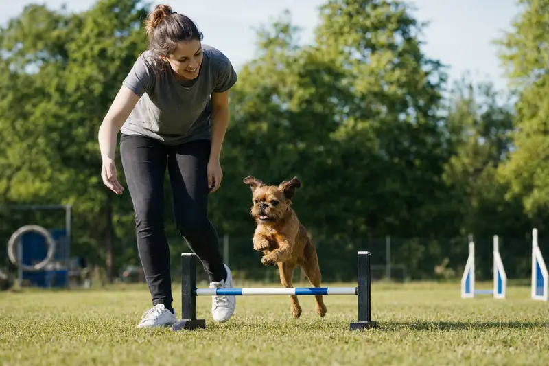 Ein Kleiner Brabanter trainiert mit seinem Besitzer auf einem Hundeplatz an einer kleinen Trainingshürde.