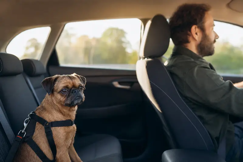 Ein kleiner Brabanter Hund sitzt sicher anschnallt auf der Rückbank eines Autos, während das Sonnenlicht durch das Fenster scheint.