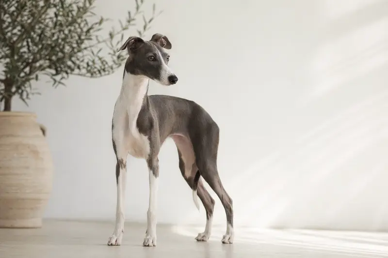 Ein Kleiner Englischer Windhund steht aufmerksam in natürlicher Haltung vor hellem Hintergrund, als realistisches Porträt der Hunderasse mit feiner Fellstruktur.
