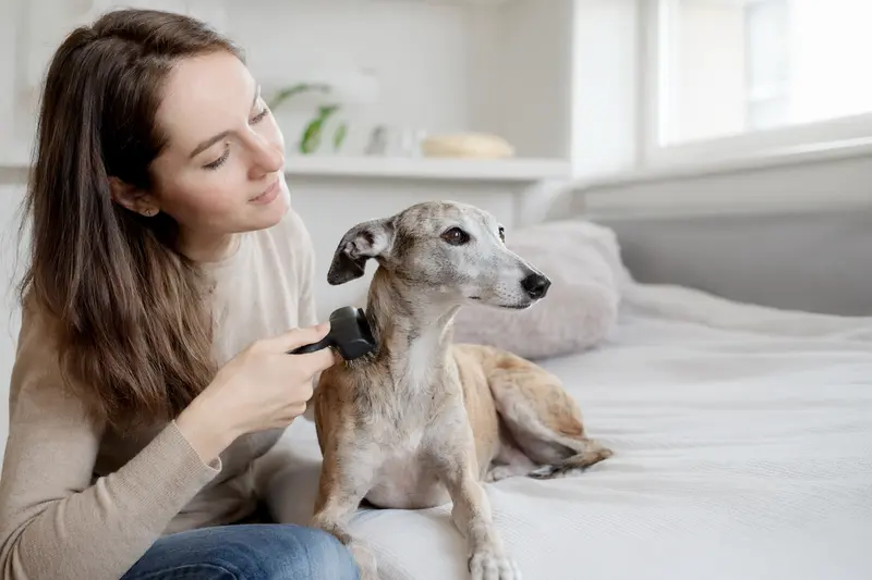 Ein Kleiner Englischer Windhund wird in einer hellen Wohnung sanft gebürstet, während sein Besitzer liebevoll die Fellpflege übernimmt.