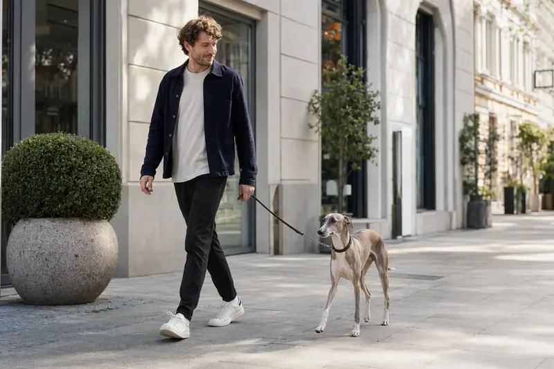 Ein Kleiner Englischer Windhund läuft an der Leine mit seinem Besitzer durch eine freundliche Stadtstraße.